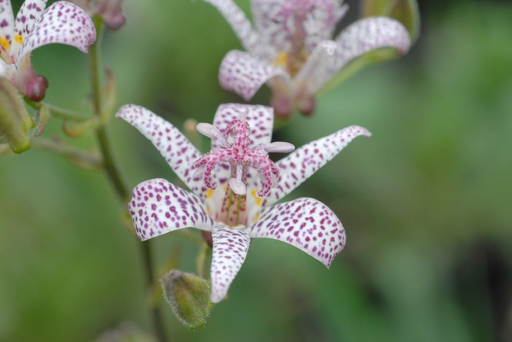 Liliaceae Tricyrtis hirta