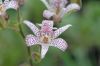 image of Tricyrtis hirta
