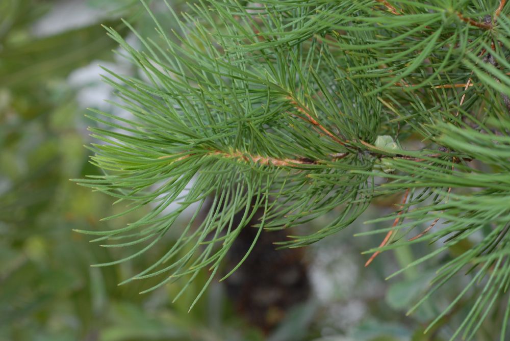 Myrtaceae Calothamnus validus