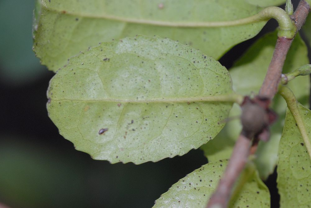 Theaceae Camellia sinensis