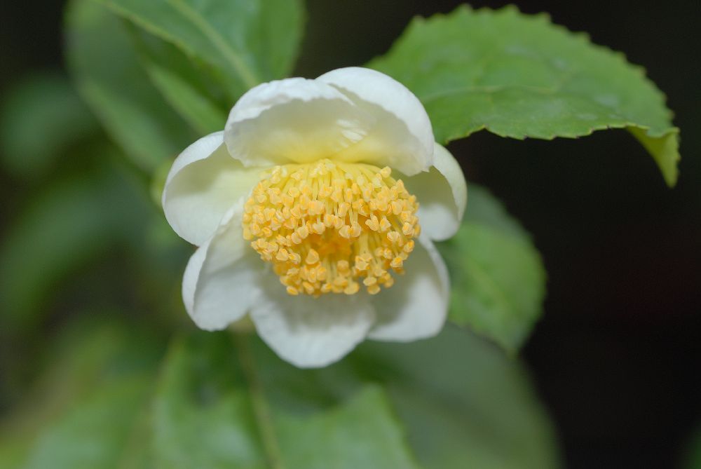 Theaceae Camellia sinensis