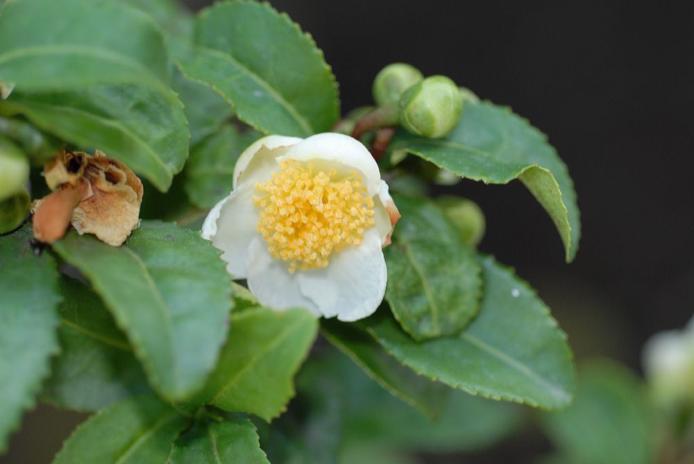Theaceae Camellia sinensis