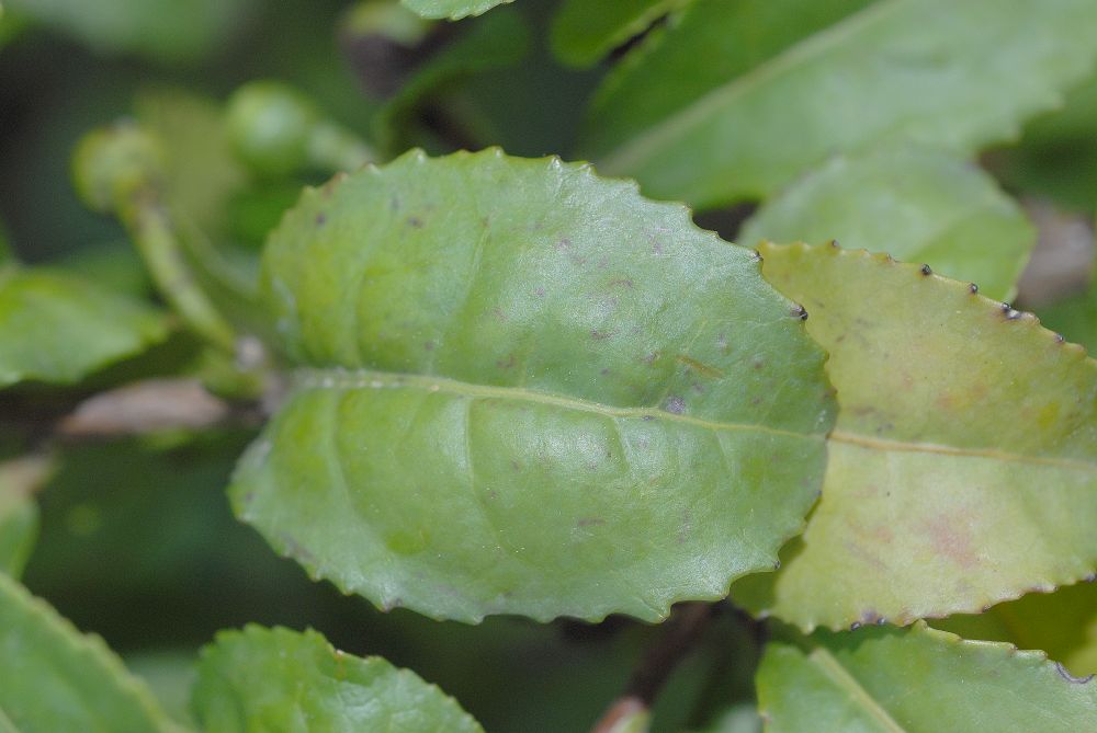 Theaceae Camellia sinensis