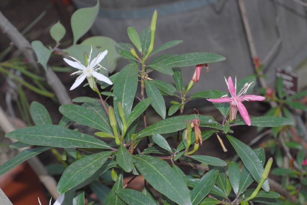Onagraceae Hauya heydeana
