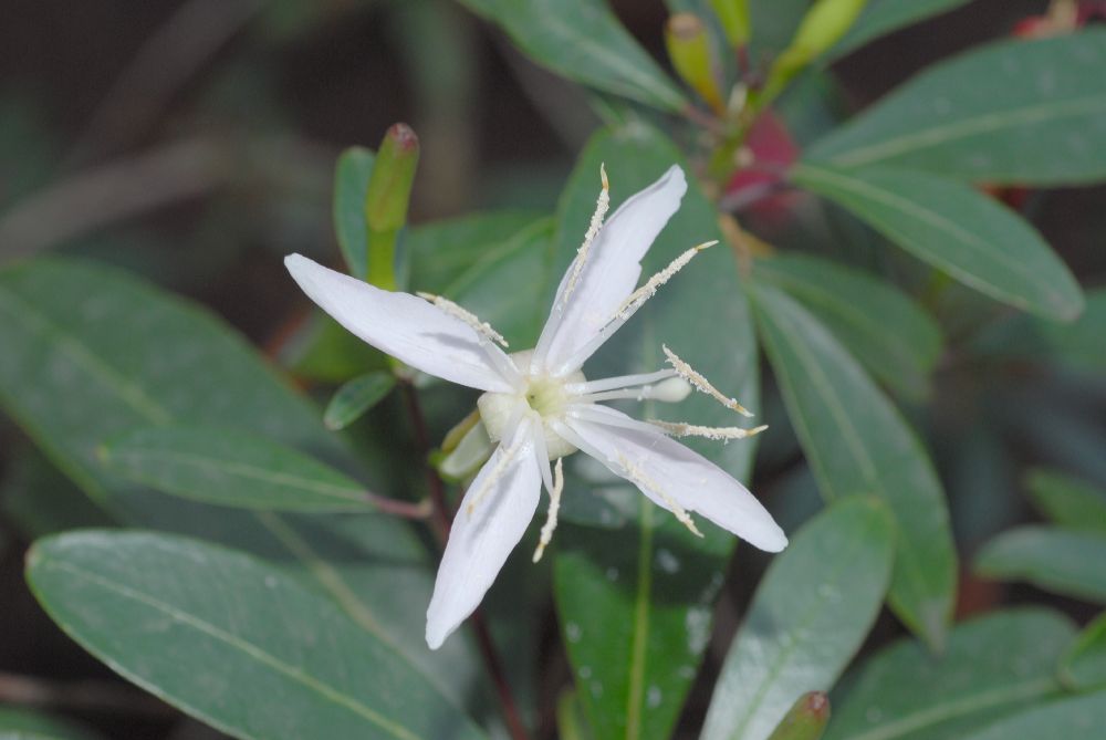 Onagraceae Hauya heydeana