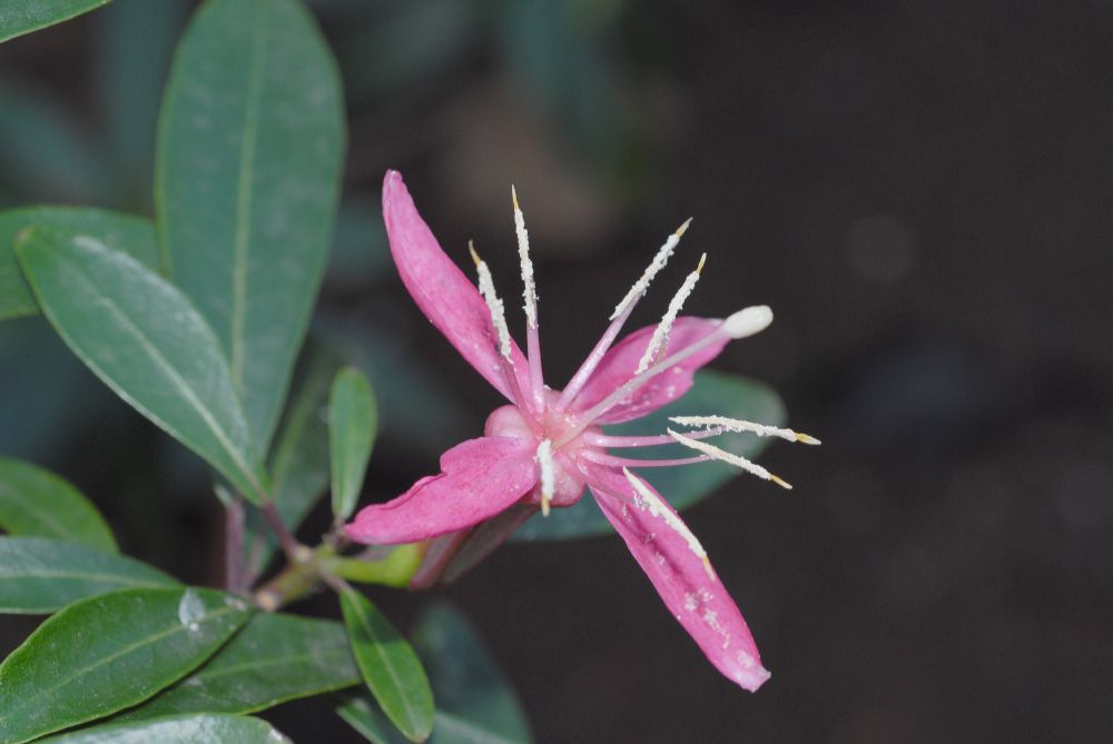 Onagraceae Hauya heydeana