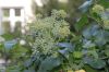 image of Hedera helix