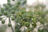image of Hedera helix