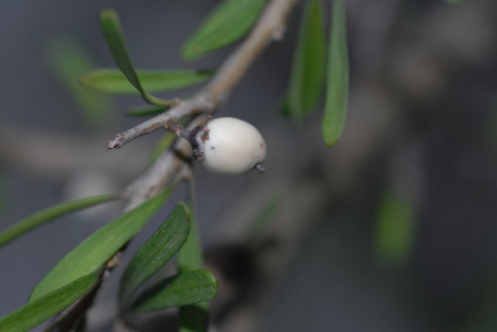 Violaceae Hymenanthera crassifolia