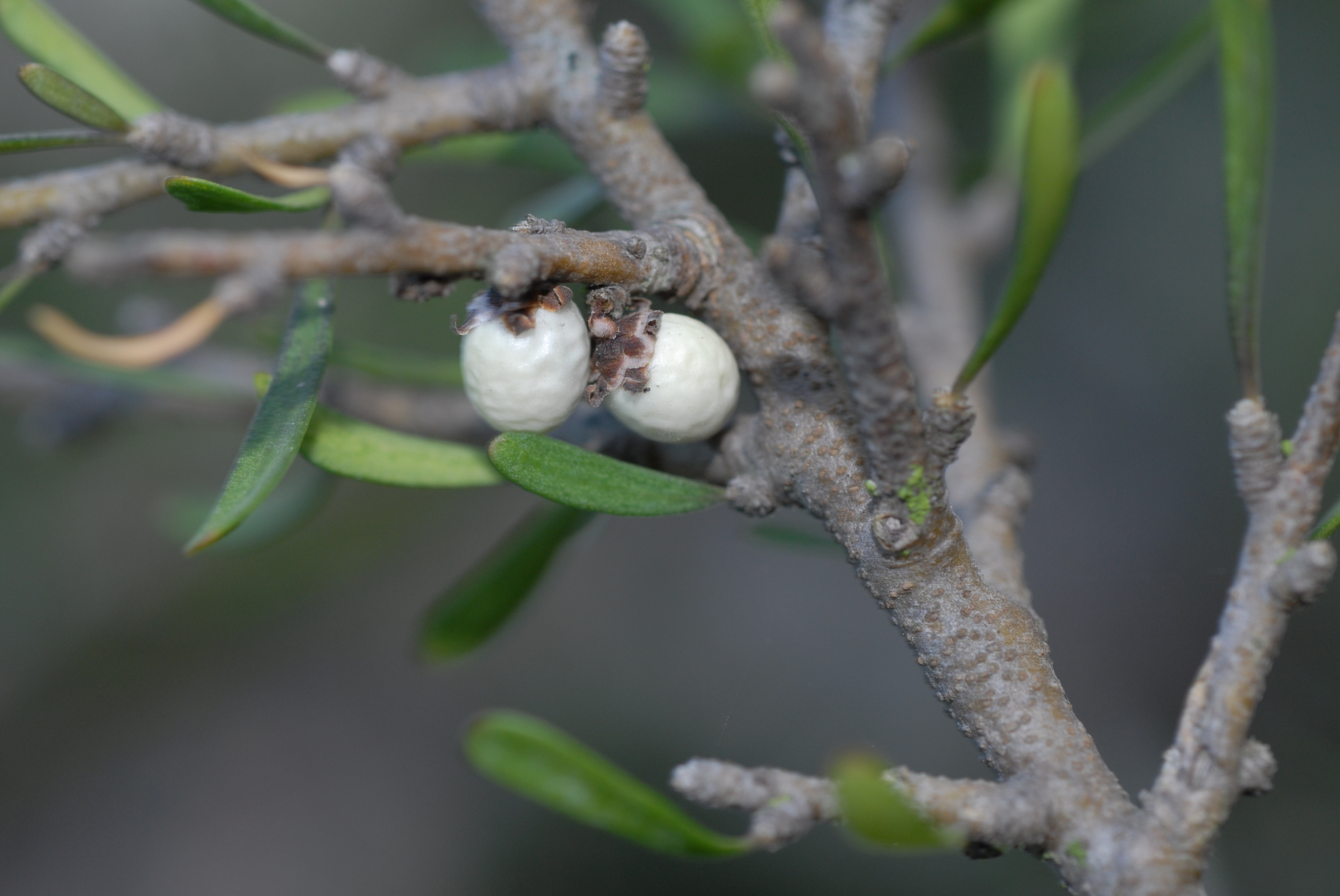 Violaceae Hymenanthera crassifolia