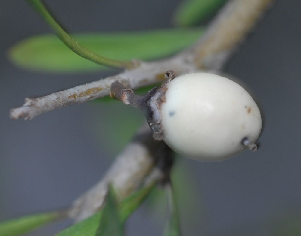 Violaceae Hymenanthera crassifolia