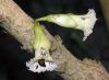image of Amphitecna macrophylla
