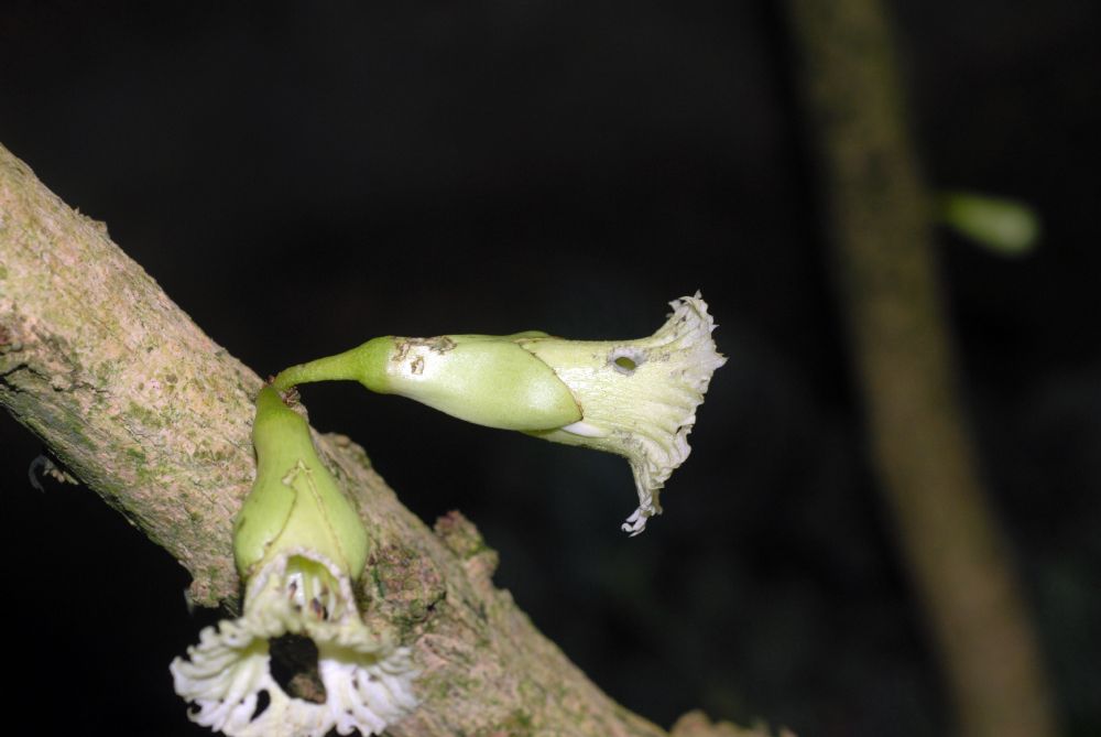 Bignoniaceae Amphitecna macrophylla