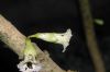 image of Amphitecna macrophylla