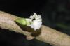 image of Amphitecna macrophylla