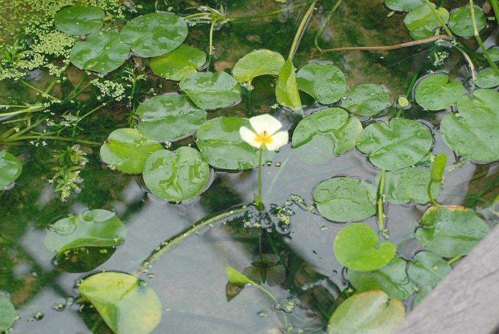 Alismataceae Hydrocleys nymphoides