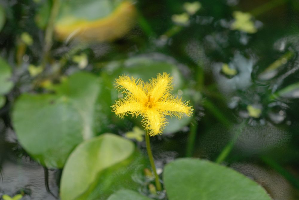 Menyanthaceae Nymphoides crenulata