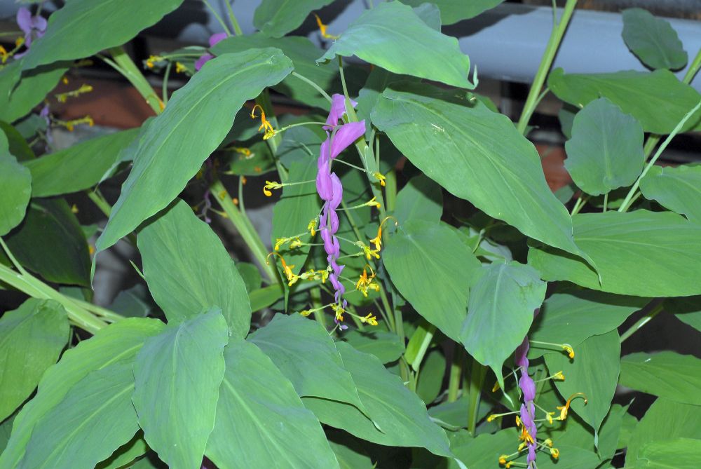 Zingiberaceae Globba winitii