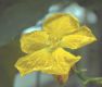 image of Luffa aegyptiaca