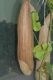 image of Luffa aegyptiaca