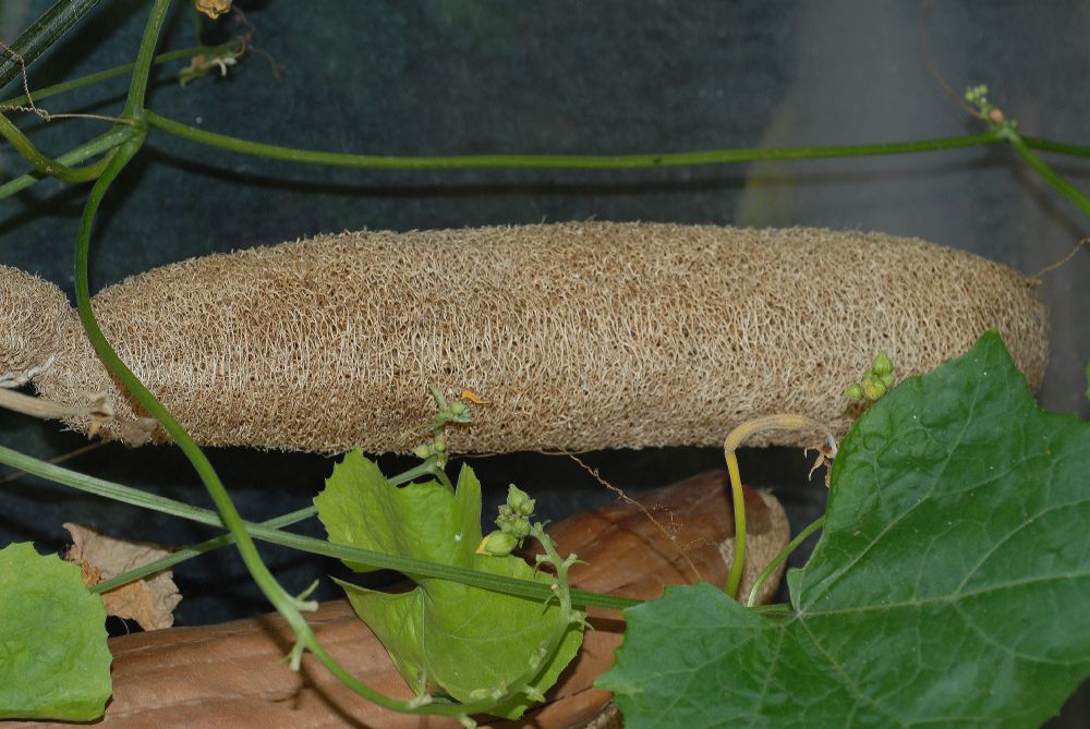 Cucurbitaceae Luffa aegyptiaca