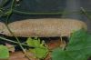 image of Luffa aegyptiaca
