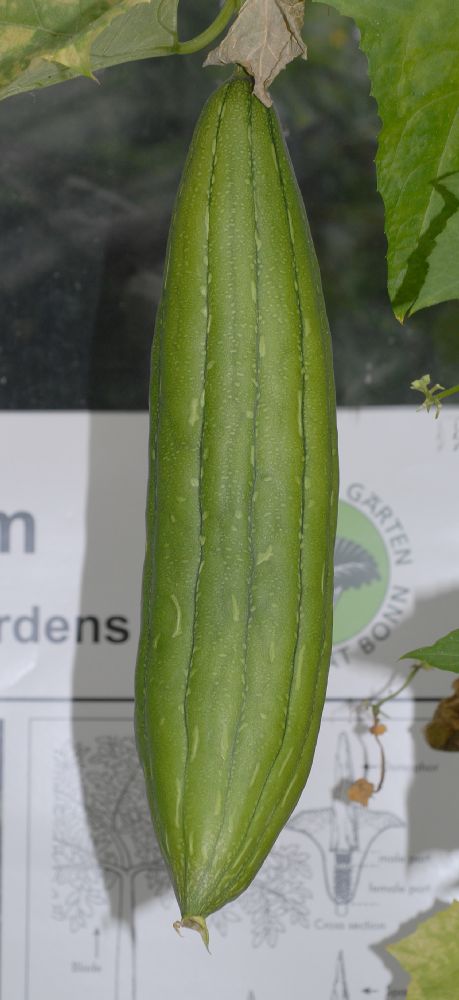 Cucurbitaceae Luffa aegyptiaca