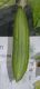 image of Luffa aegyptiaca