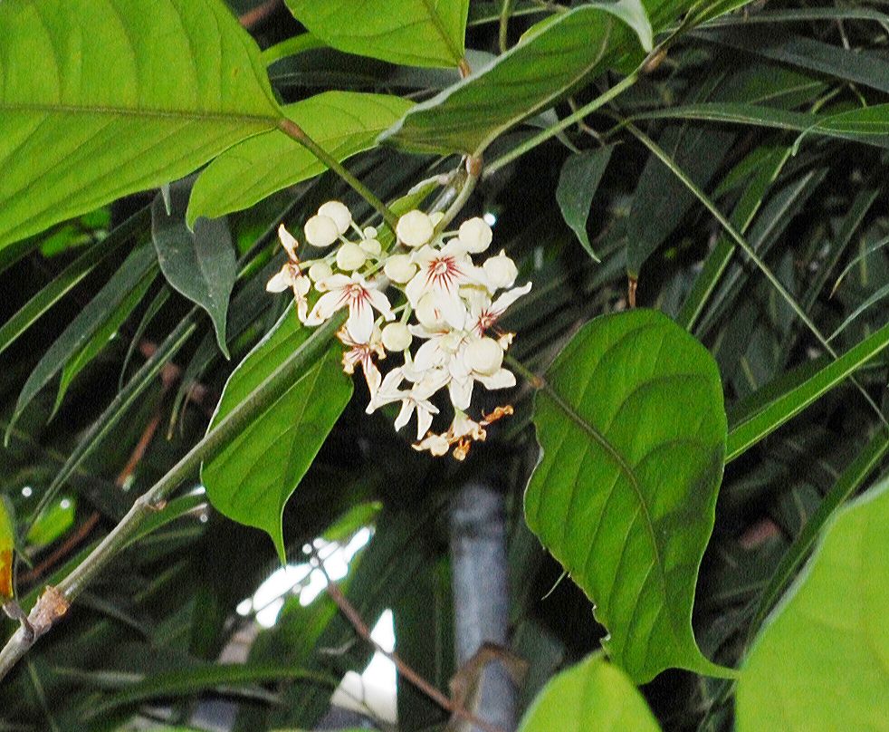 Sterculiaceae Cola acuminata