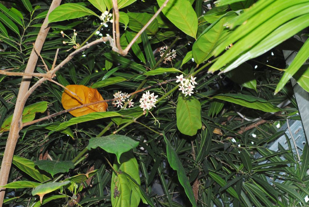 Sterculiaceae Cola acuminata