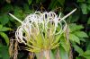 image of Crinum asiaticum