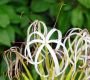 image of Crinum asiaticum