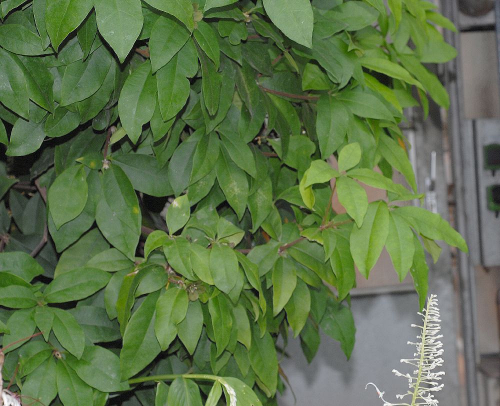 Primulaceae Deherainia smaradigna