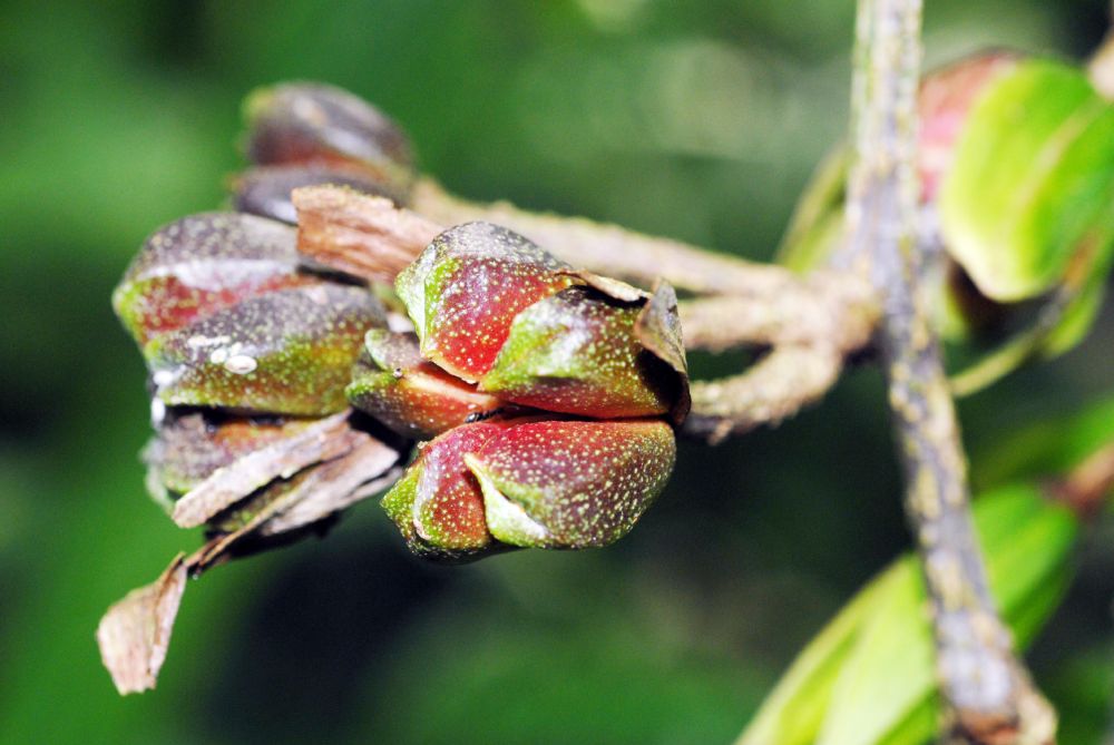 Rutaceae Erythrochiton brasiliensis