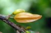 image of Erythrochiton brasiliensis