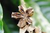 image of Erythrochiton brasiliensis