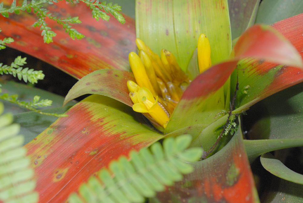 Bromeliaceae Guzmania sanguinea