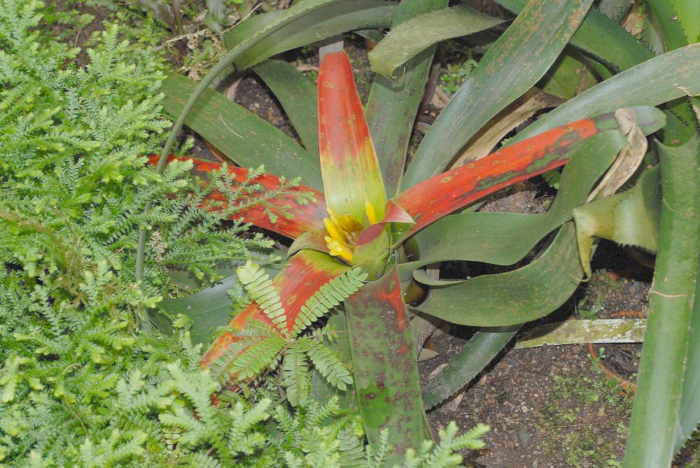 Bromeliaceae Guzmania sanguinea
