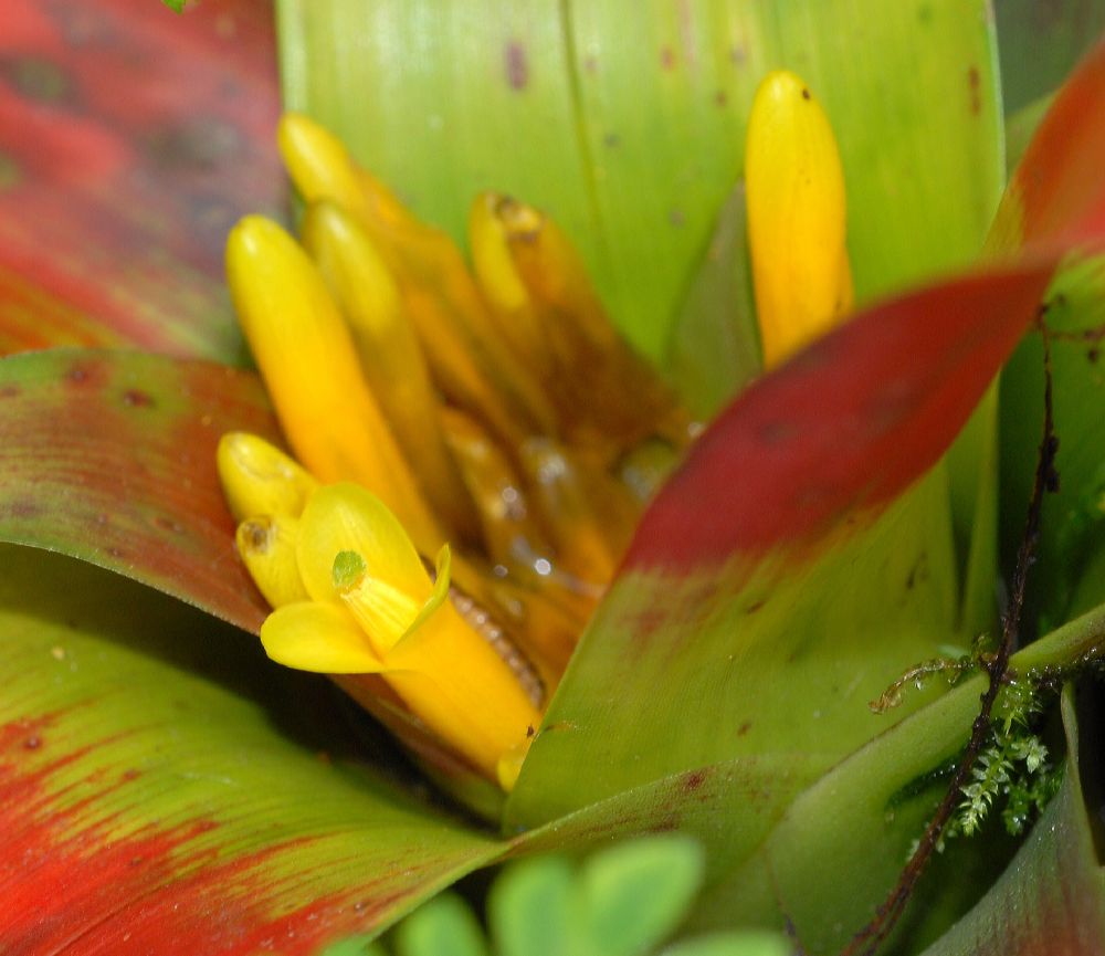 Bromeliaceae Guzmania sanguinea