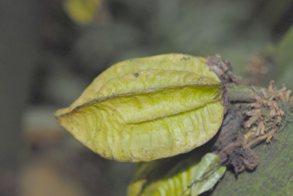 Byttneriaceae Herrania mariae