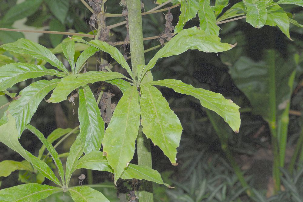 Byttneriaceae Herrania mariae
