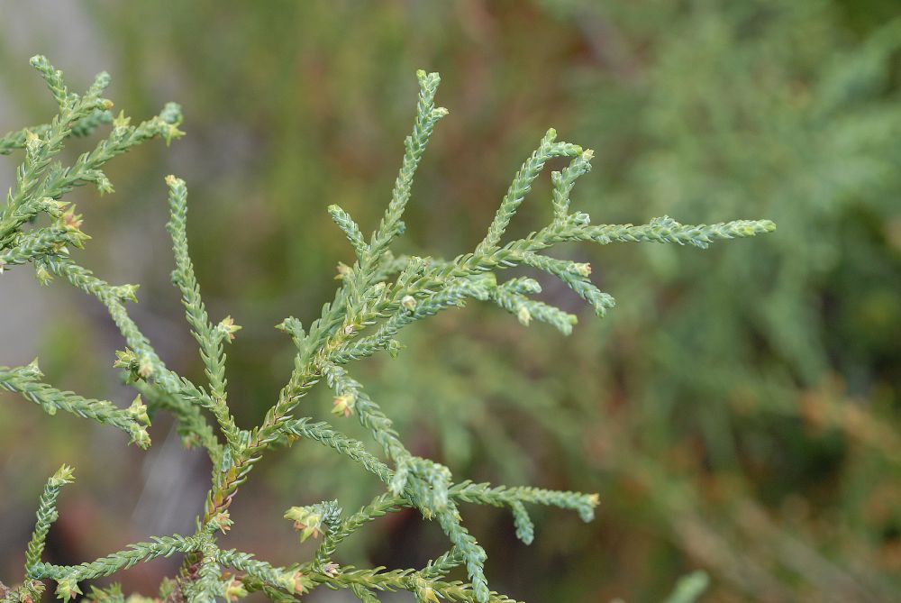 Podocarpaceae Microstrobos niphophilos