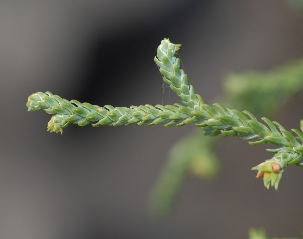 Podocarpaceae Microstrobos niphophilos