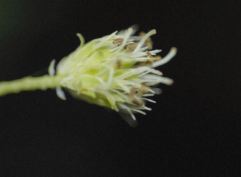 Fabaceae Neptunia oleracea
