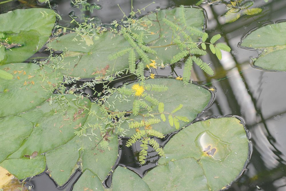Fabaceae Neptunia oleracea