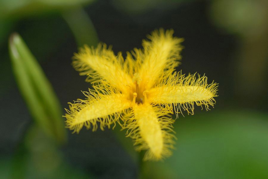 Menyanthaceae Nymphoides crenata