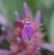 image of Justicia lanceolata