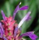 image of Justicia lanceolata