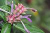 image of Justicia lanceolata