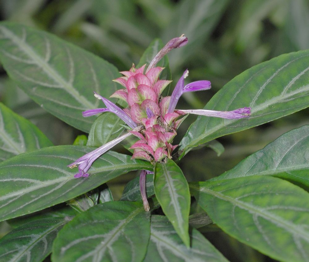 Acanthaceae Justicia lanceolata